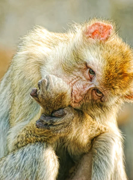 stock image Funny monkey got angry