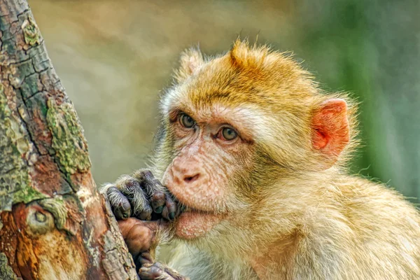 Lustiger Affe steckt Finger in den Mund Stockbild