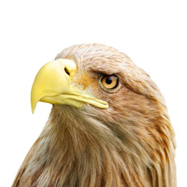 Eagle head clipart