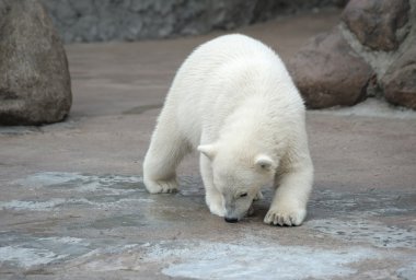 Little polar bear clipart