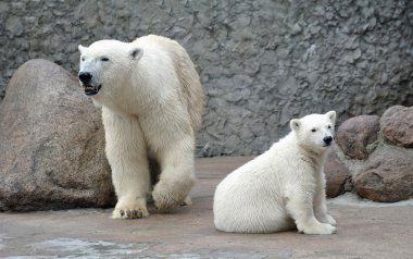 White polar bears clipart