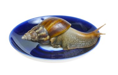 Tabakta salyangoz