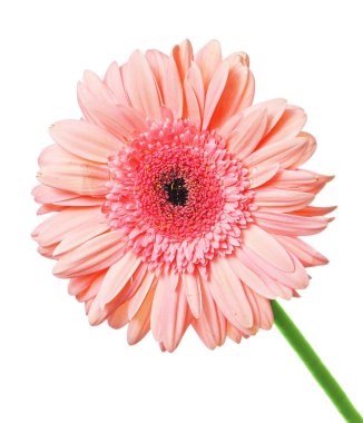 Pembe gerbera beyaz arkaplanda izole