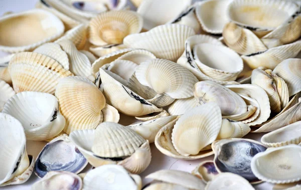 stock image Shell background