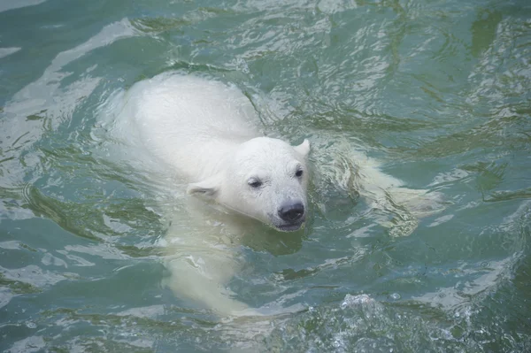 Pequeno urso polar nadando — Fotografia de Stock