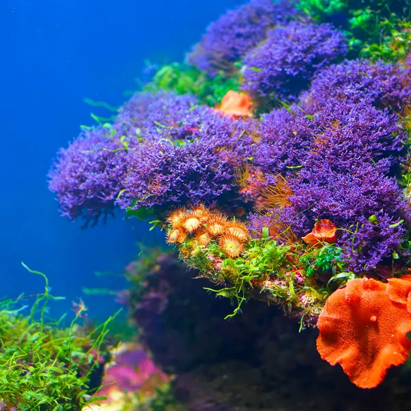 Kleurrijke onderwater — Stockfoto