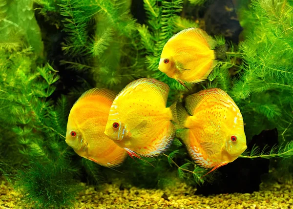 Yellow fishes — Stock Photo, Image