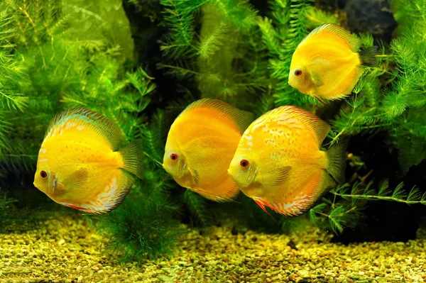 Yellow fishes — Stock Photo, Image