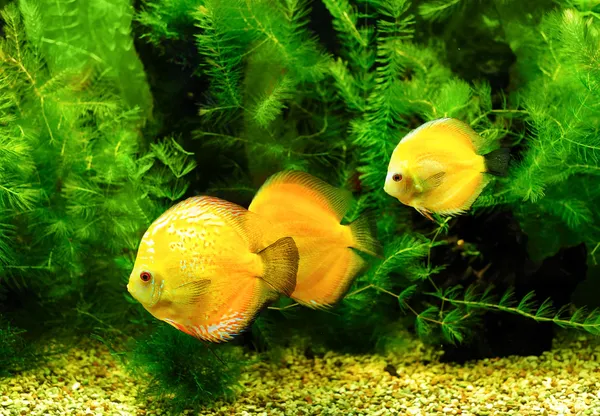 Piccoli pesci in acquario — Foto Stock
