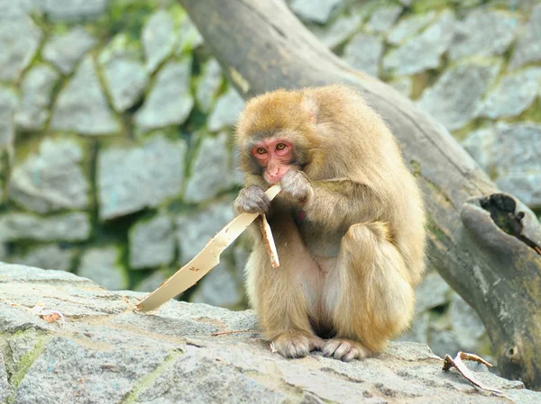 Osamělý opice jí kus kůry — Stock fotografie