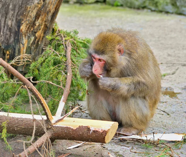 Hungriges Affenweibchen frisst Nadelholz — Stockfoto