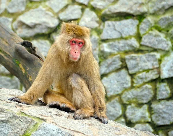Samotne małpy siedzą na kamienie — Zdjęcie stockowe