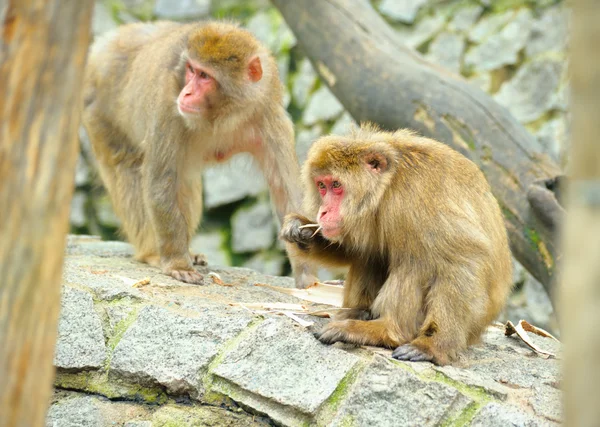 Dos monos. —  Fotos de Stock