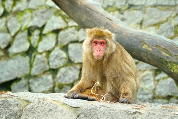 Smutný opice — Stock fotografie