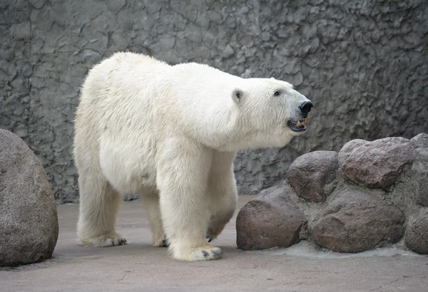 Oso polar hembra — Foto de Stock