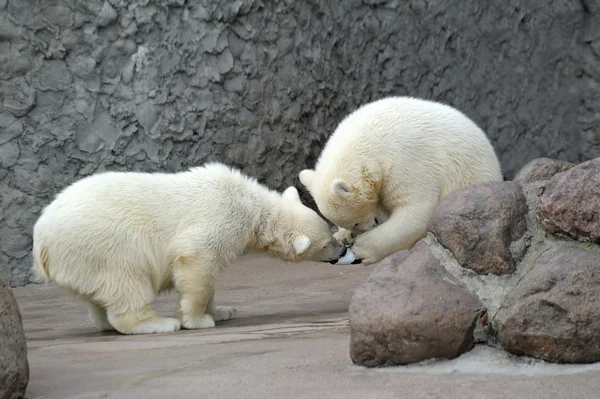 Zwei kleine Eisbären spielen Fußball — Stockfoto