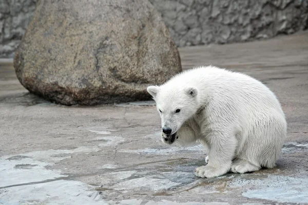Liten vit isbjörn — Stockfoto
