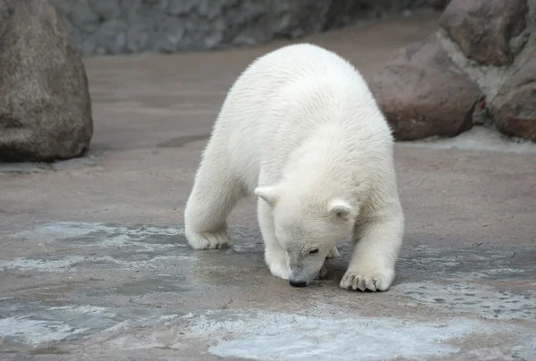 Pequeño oso polar — Foto de Stock