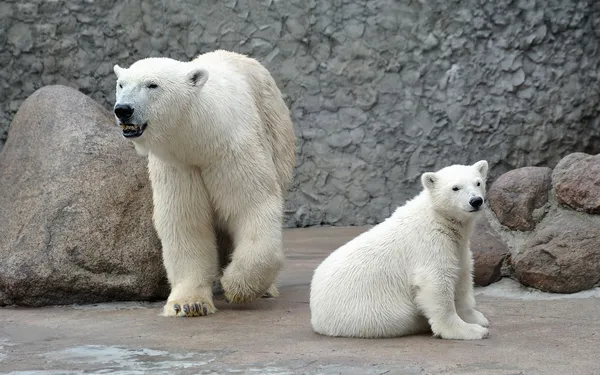 Белые белые медведи — стоковое фото