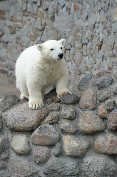 Liten söt vit isbjörn — Stockfoto