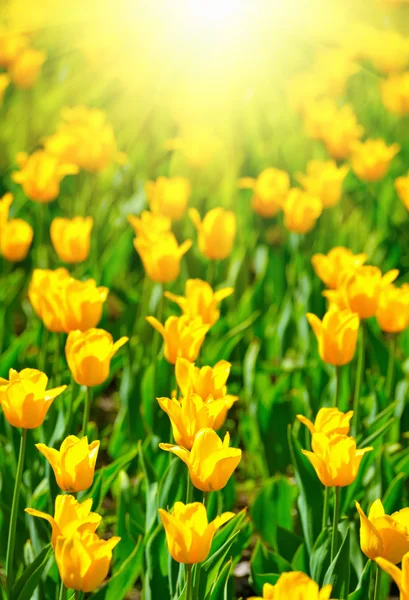 Många tulipány — Stockfoto