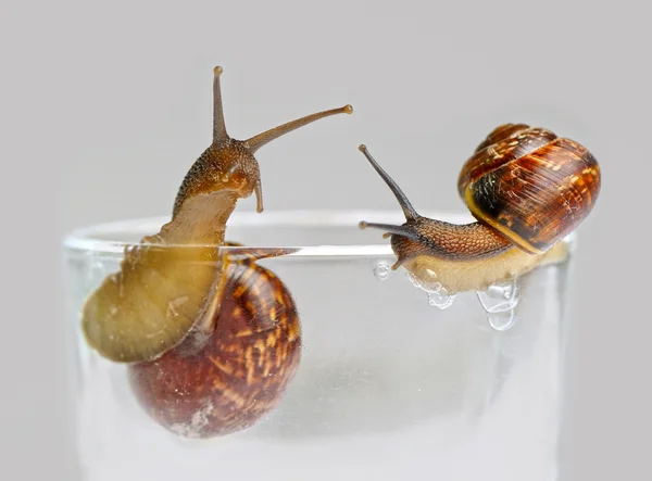Two small snails on grey background — Stock Photo, Image