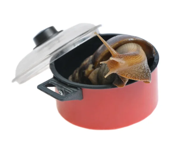 stock image Snail tries to escape from saucepan