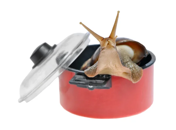 Big snail in red saucepan isolated — Stock Photo, Image