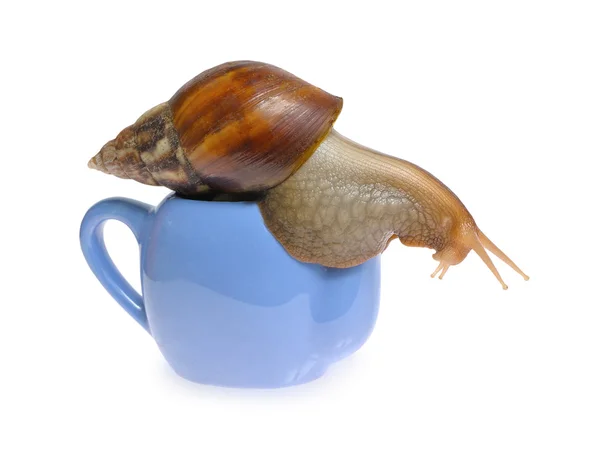 Snail on teapot — Stock Photo, Image