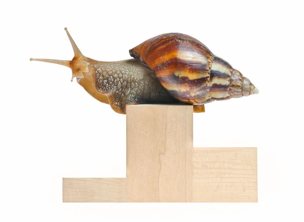 stock image Big snail on podium isolated