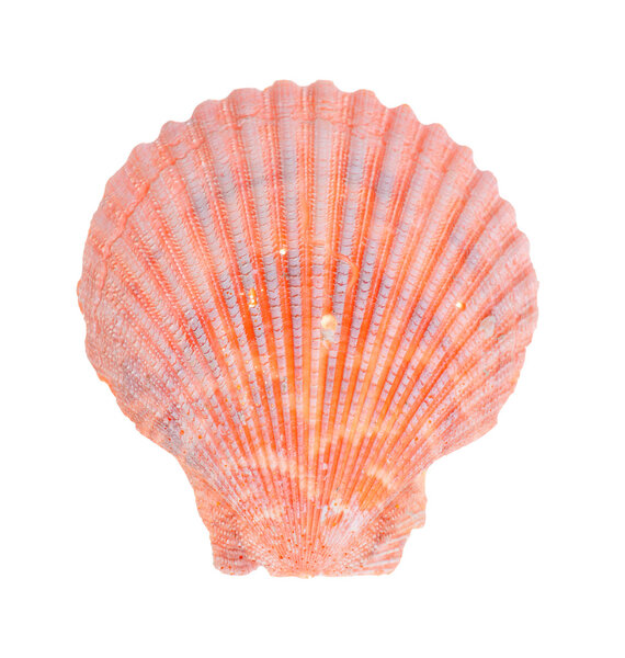 Морская раковина
