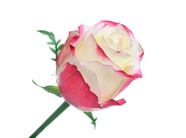 一个美丽的玫瑰 — 图库照片
