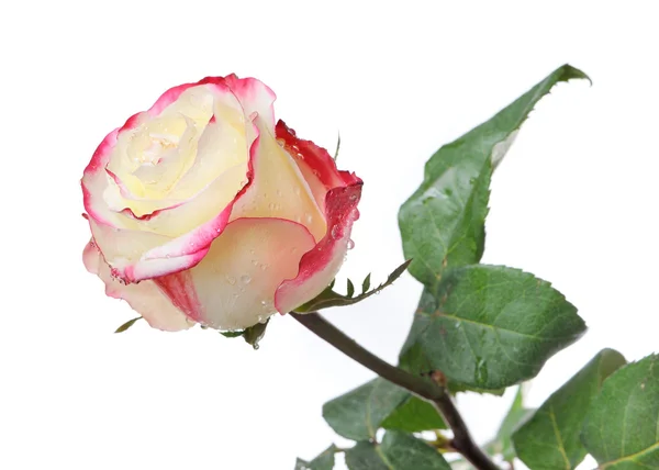 Een mooie roos met dauw — Stockfoto