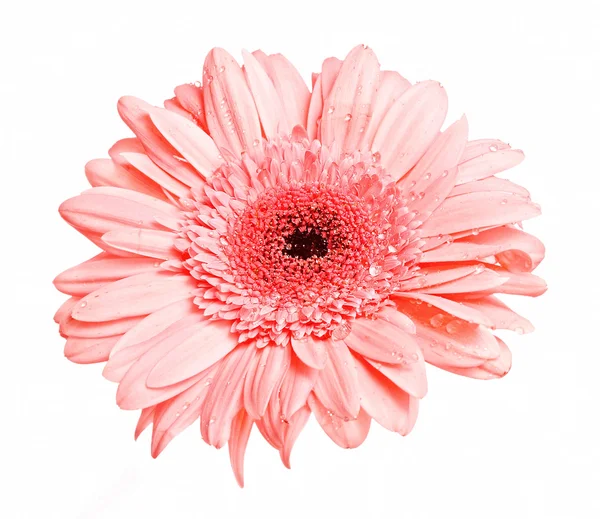 Один розовый цветок гербер с росой изолированы — стоковое фото