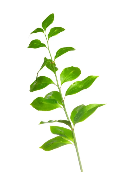 stock image Green branch isolated