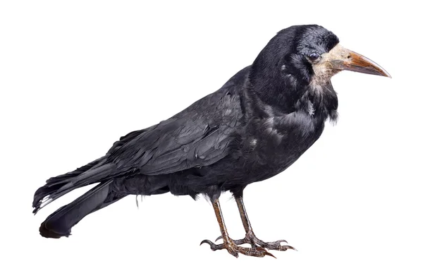 Schwarze Krähe — Stockfoto