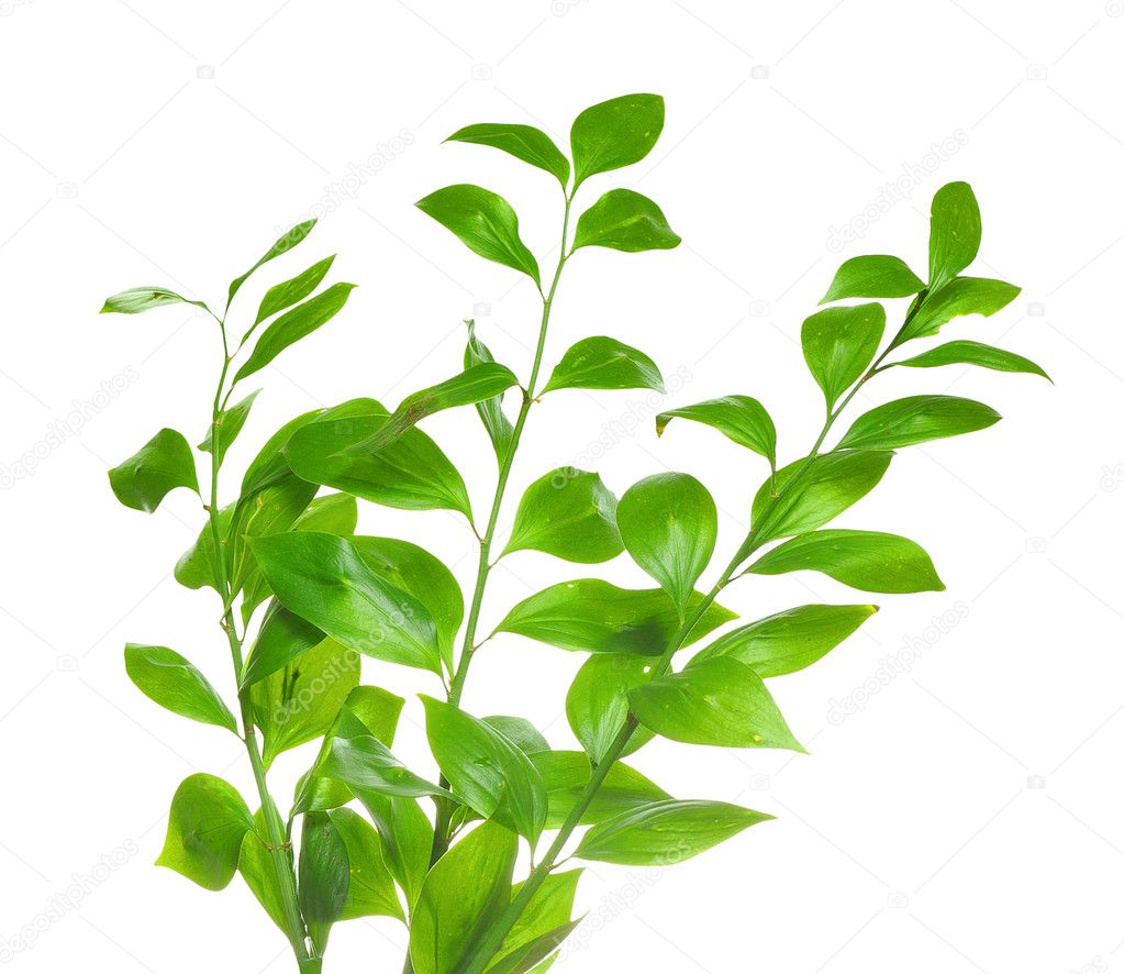 Plant isolated on white background