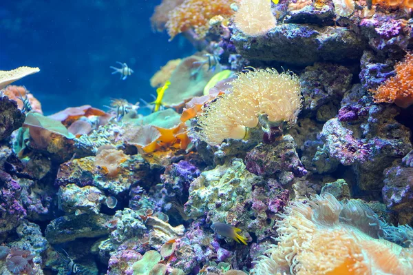 Πολύχρωμα κοραλλιογενή ύφαλο — Φωτογραφία Αρχείου