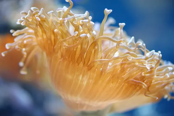 Морі actinia — стокове фото