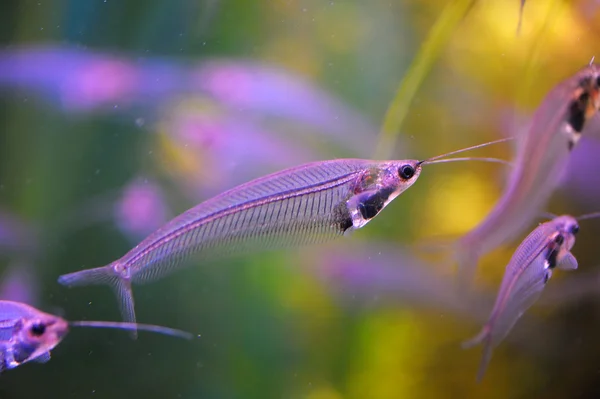 Риба в водоростях — стокове фото