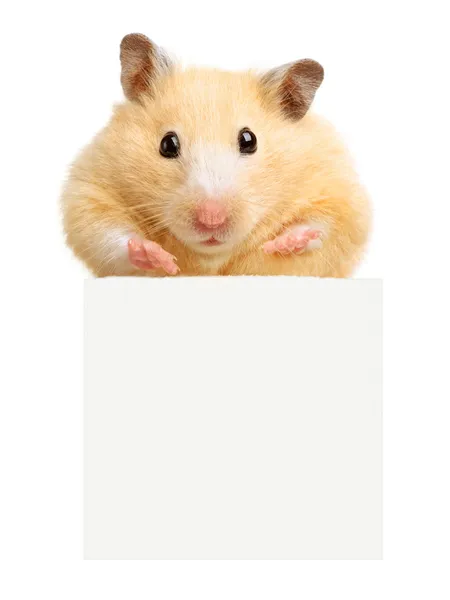 Hamster hold vazio cartaz branco — Fotografia de Stock