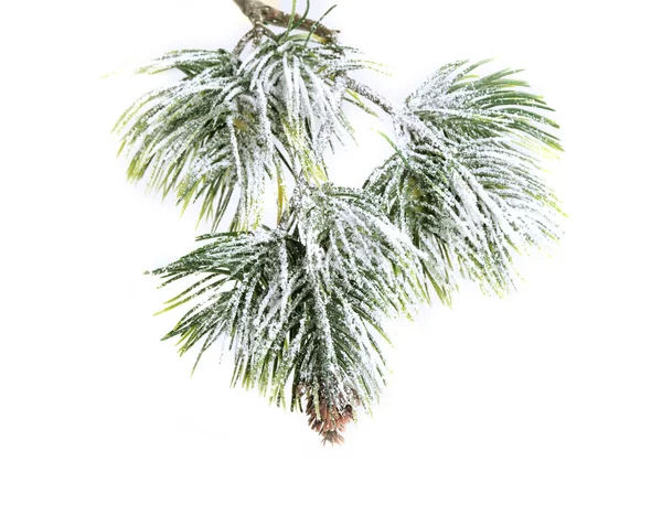 Vintergröna Gran julgran — Stockfoto
