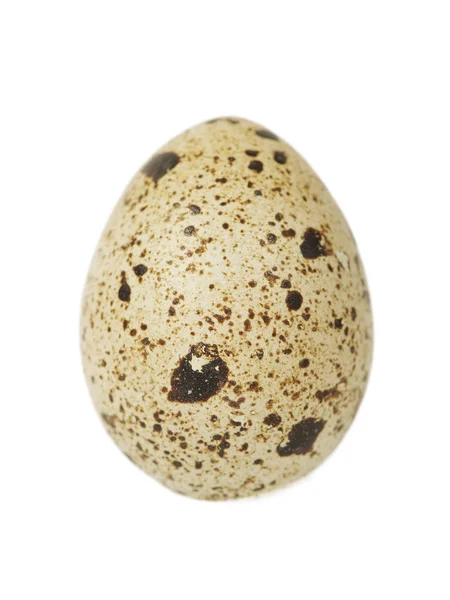 Одно яйцо — стоковое фото