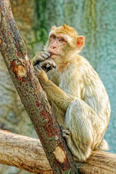 Macaco engraçado colocar os dedos na boca — Fotografia de Stock