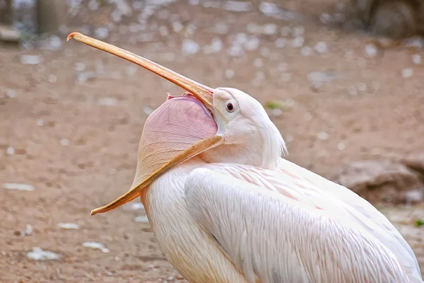 Pelikan-Gähnen — Stockfoto