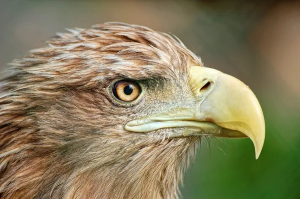 Porträtt av eagle — Stockfoto