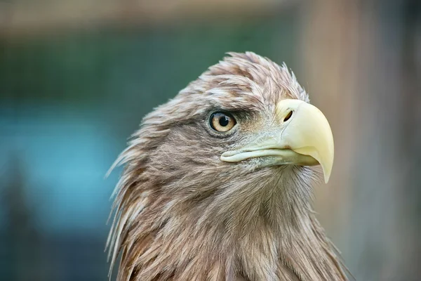 Portret van eagle — Stockfoto