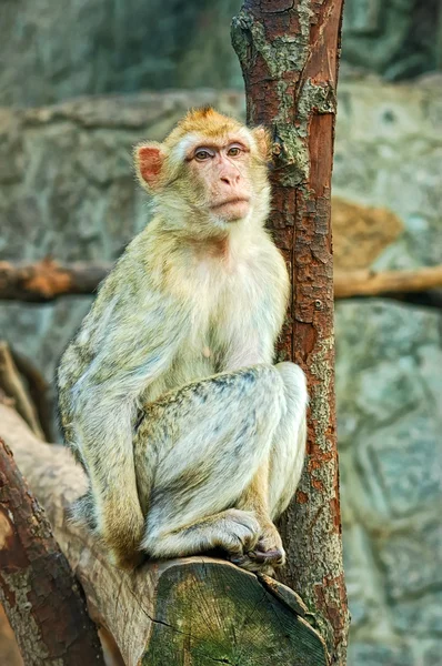 悲伤坐在猴子 — 图库照片