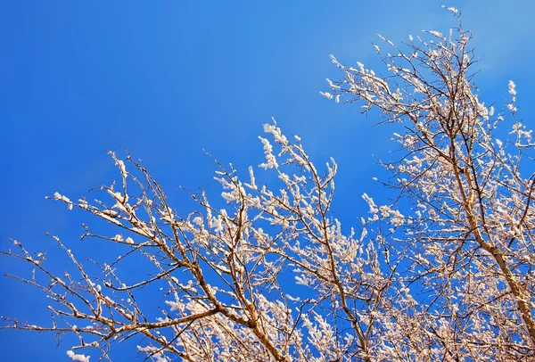 Gałęzie drzewa w śniegu — Zdjęcie stockowe