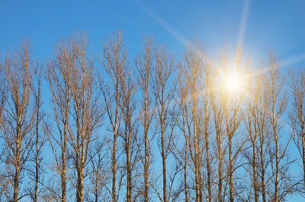 Bomen met zon lichtbundel — Stockfoto